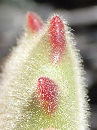 Cotyledon tomentosa