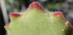 Cotyledon tomentosa tomentosa
