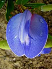 Periandra mediterranea