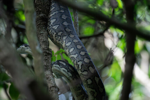 Coastal Carpet Python sighting