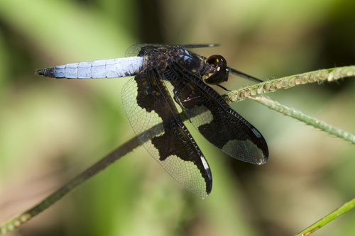 Portia Widow