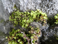 Syntrichia latifolia