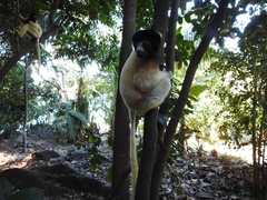 Propithecus coronatus