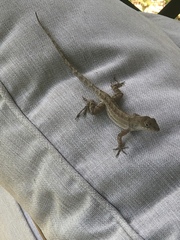Anolis sagrei
