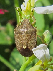 Holcostethus limbolarius