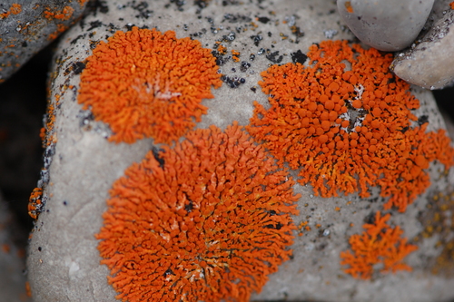 Puikioji geltonkerpė nuotrauka