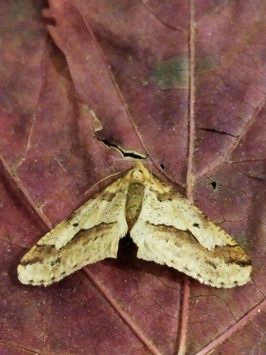 Mottled Umber photo 6