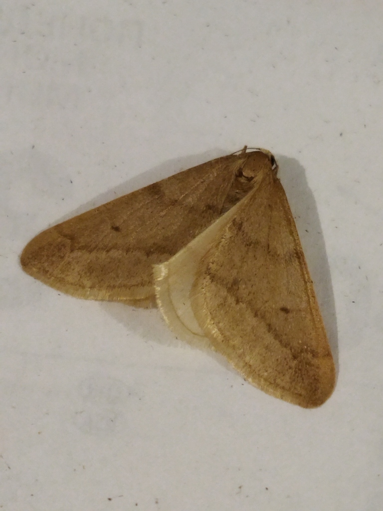 Autumn alsophila moth