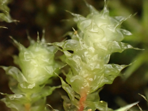 Ptychomnion aciculare