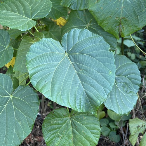 Reutealis trisperma observed 2024-12-05
