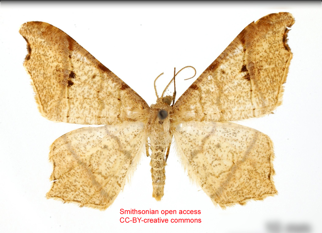 Semiothisa zozinaria
