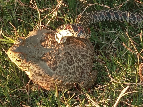 South American Hognose Snake, Xenodon dorbignyi