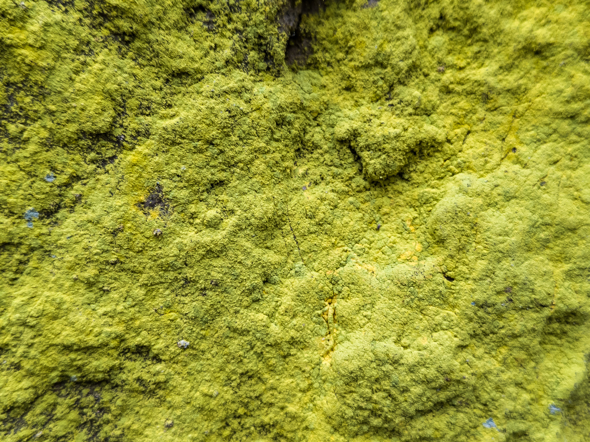 Photos of Sulphur Dust Lichen (Chrysothrix chlorina) · iNaturalist