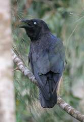 Torresian Crow photo 6