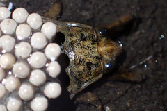 Abedus indentatus
