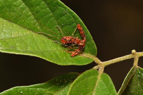 Rihirbus trochantericus