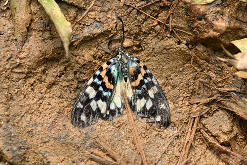 Erasmia pulchella