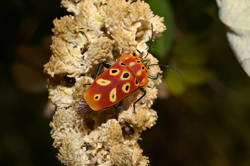 ocellated shield bug
