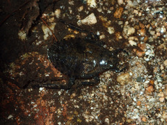 Abedus indentatus