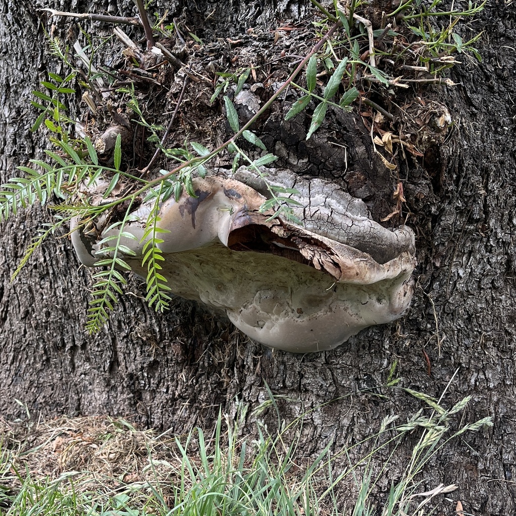 Ganoderma australe · December 2024 · photo: © cristianriquelme (iNaturalist, cc-by)