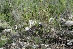 Pelargonium quercifolium