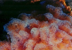 Callyspongia