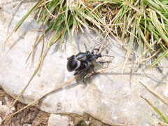 Otiorhynchus vehemens