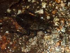 Abedus indentatus