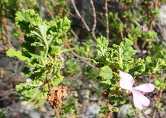 Pelargonium quercifolium