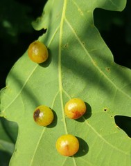 Cynips quercusfolii