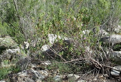 Pelargonium quercifolium