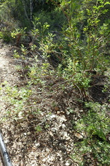 Pelargonium quercifolium