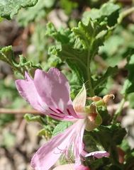 Pelargonium quercifolium
