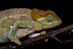 Ukinga Hornless Chameleon photo 3