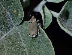 Trichobaris compacta