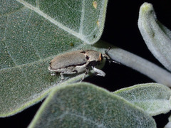 Trichobaris compacta