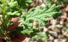 Pelargonium quercifolium