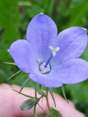 Campanula rhomboidalis