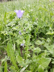 Campanula rhomboidalis