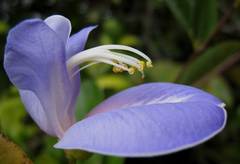 Periandra mediterranea