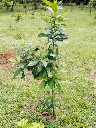 Foto de Ariá