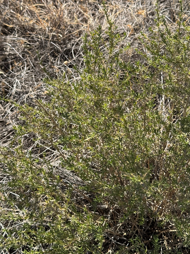 Image of Baccharis pteronioides by (c) CK2AZ, some rights reserved (CC BY)
