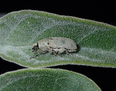 Trichobaris compacta