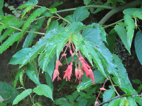 Image of Begonia boliviensis by (c) Nicolas Olejnik, some rights reserved (CC BY)