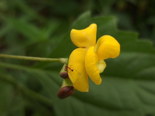 Image of Vigna reflexopilosa by (c) vrxz, some rights reserved (CC BY-SA)