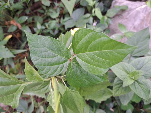 Image of Vigna reflexopilosa by (c) vrxz, some rights reserved (CC BY-SA)