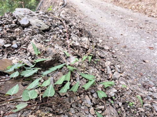 Tuber fleeceflower (Reynoutria multiflora)