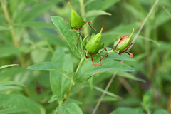 Hypericum ascyron pyramidatum