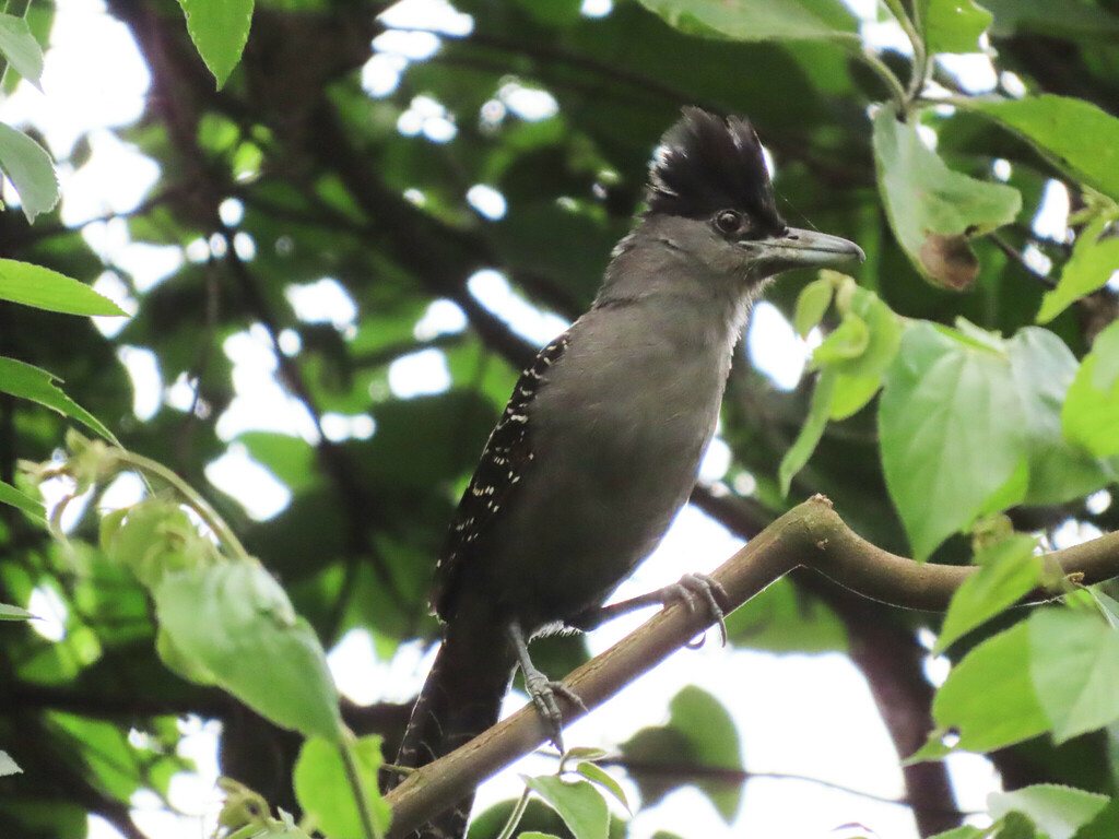 Batara cinerea argentina