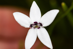 Cyphia volubilis volubilis